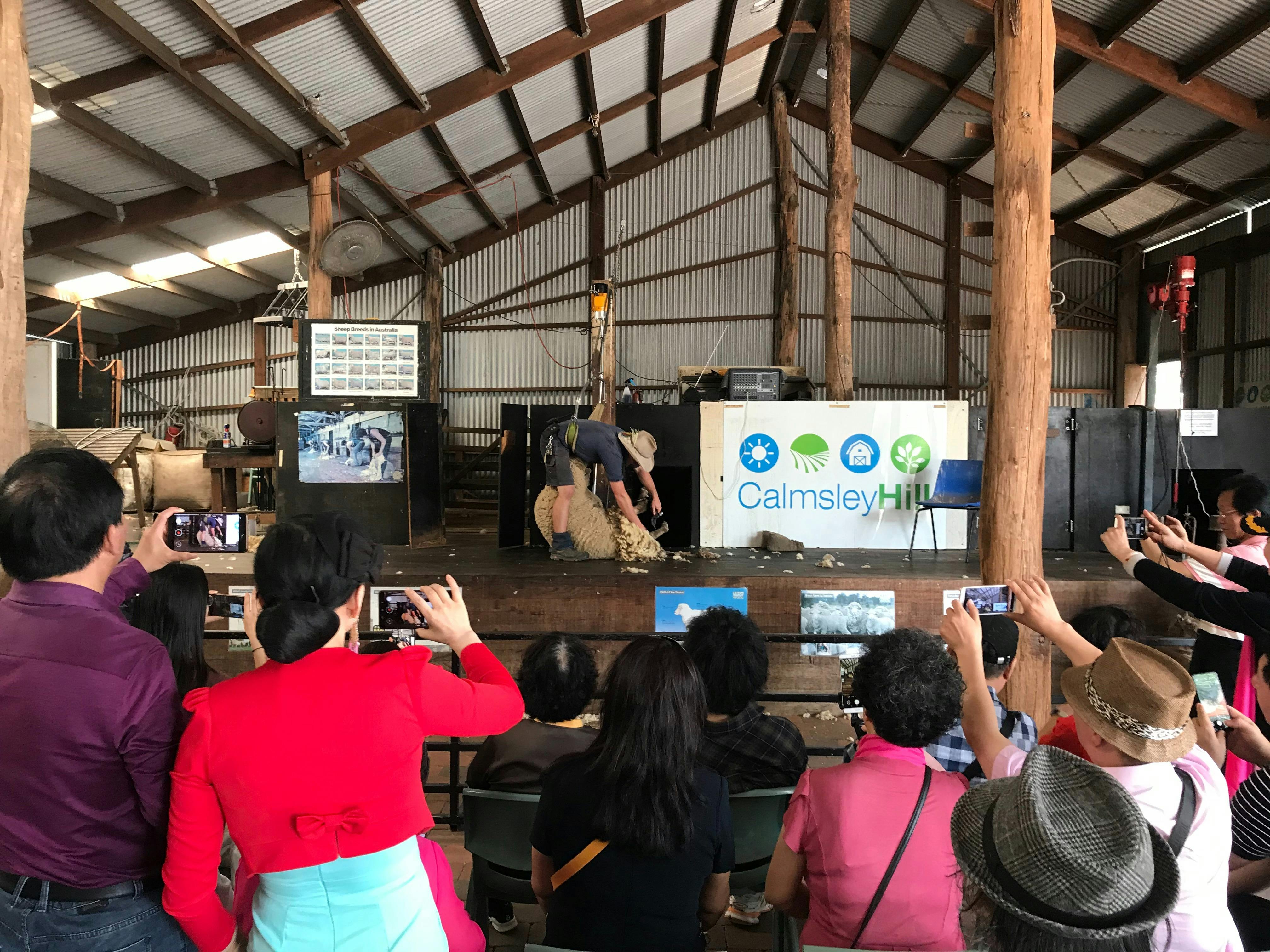 卡尔姆斯利山剪羊毛