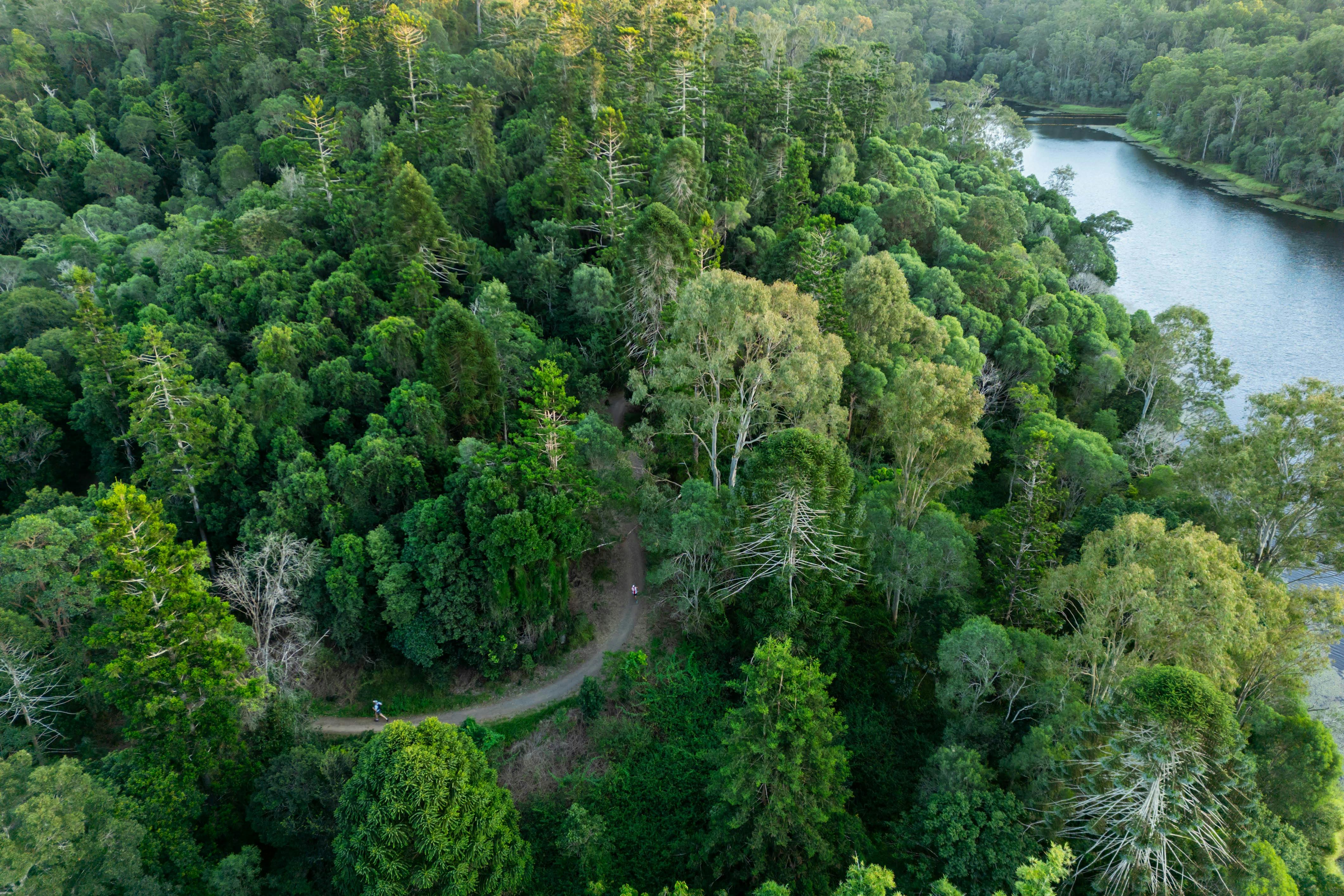 Runners passing through National Park around Enoggera Reservoir