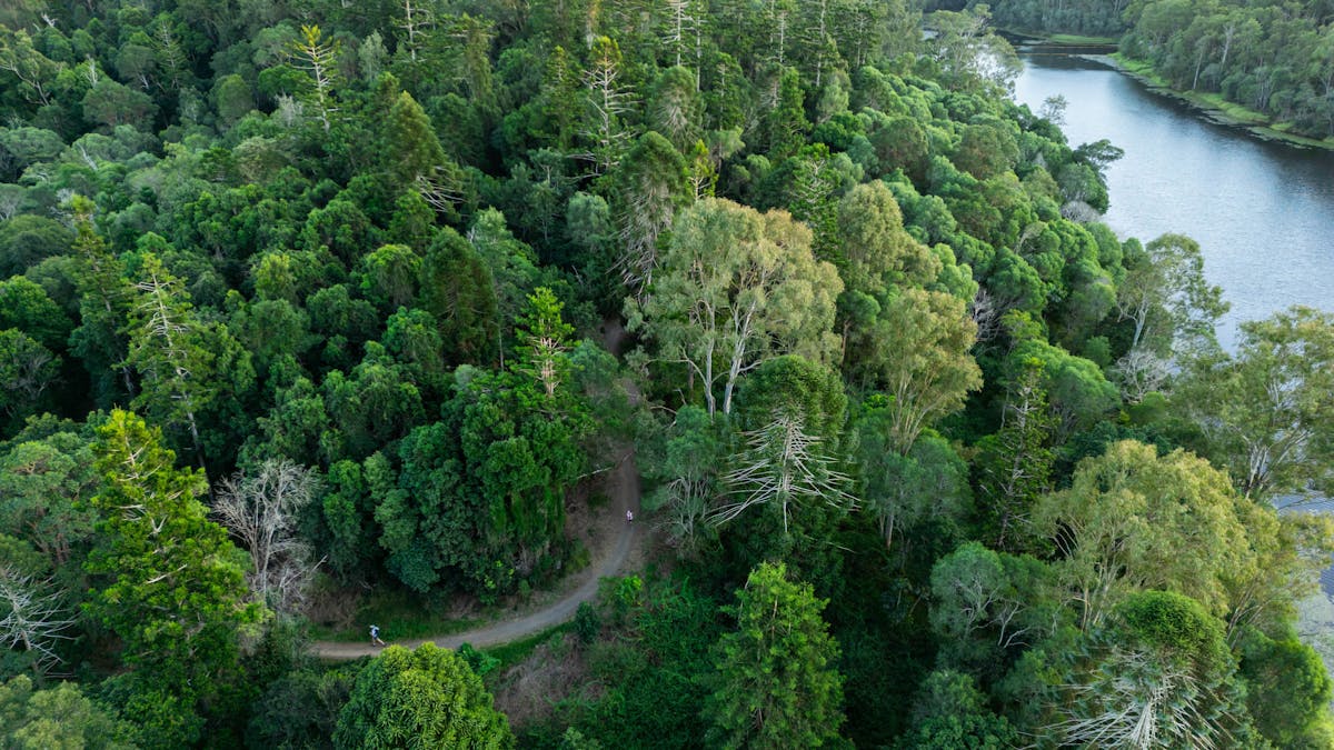 An aerial shot of two runners on a trail winding through trees, with the edge of a lake visible