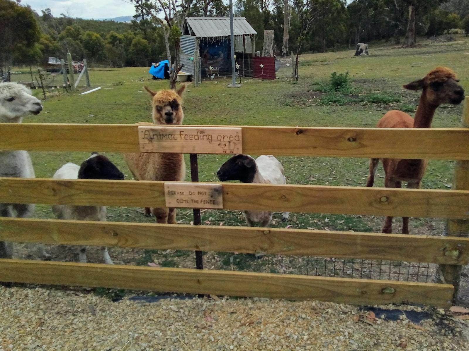 Feeding area