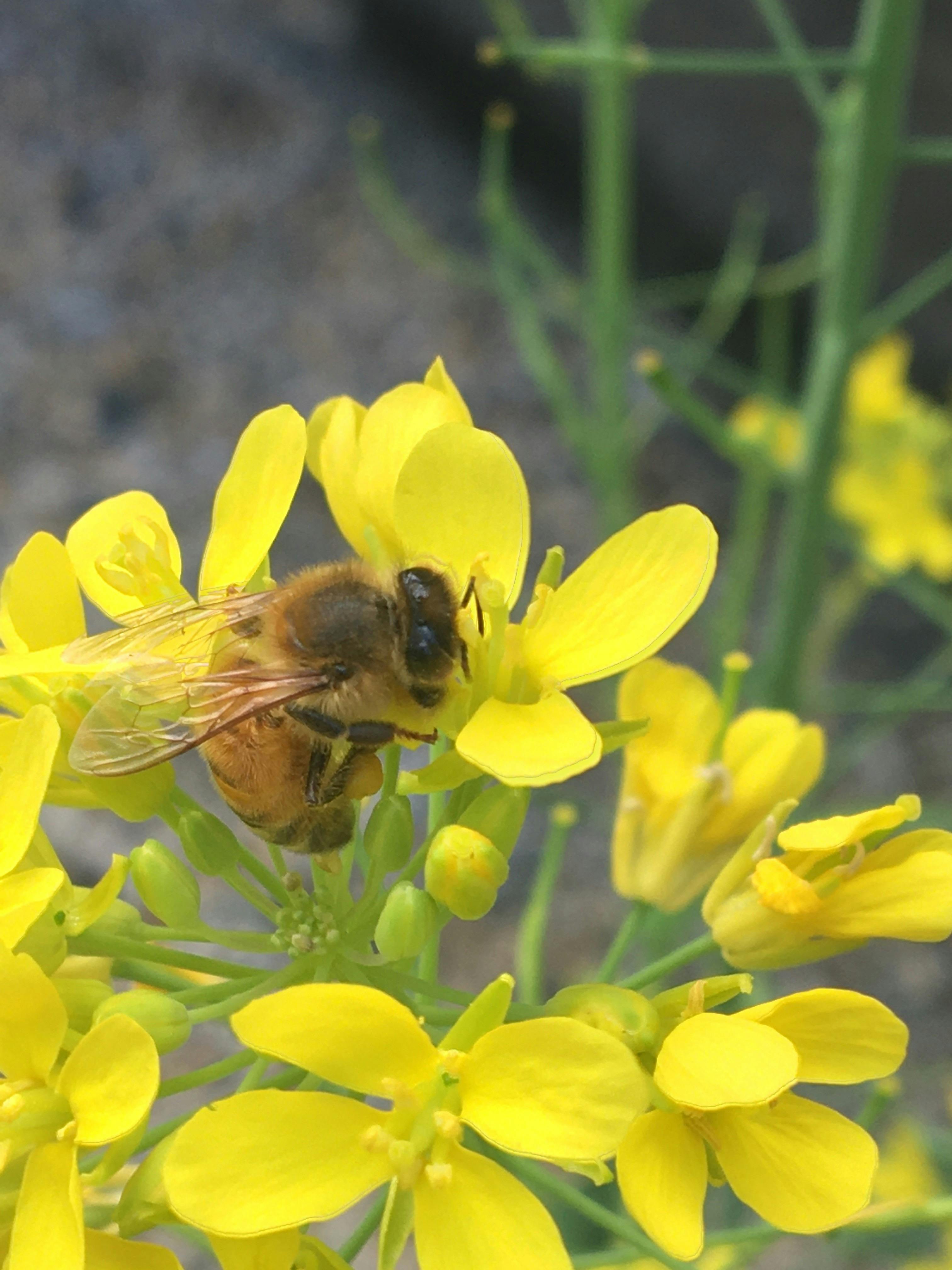 Let's Talk Honey - Free Workshop