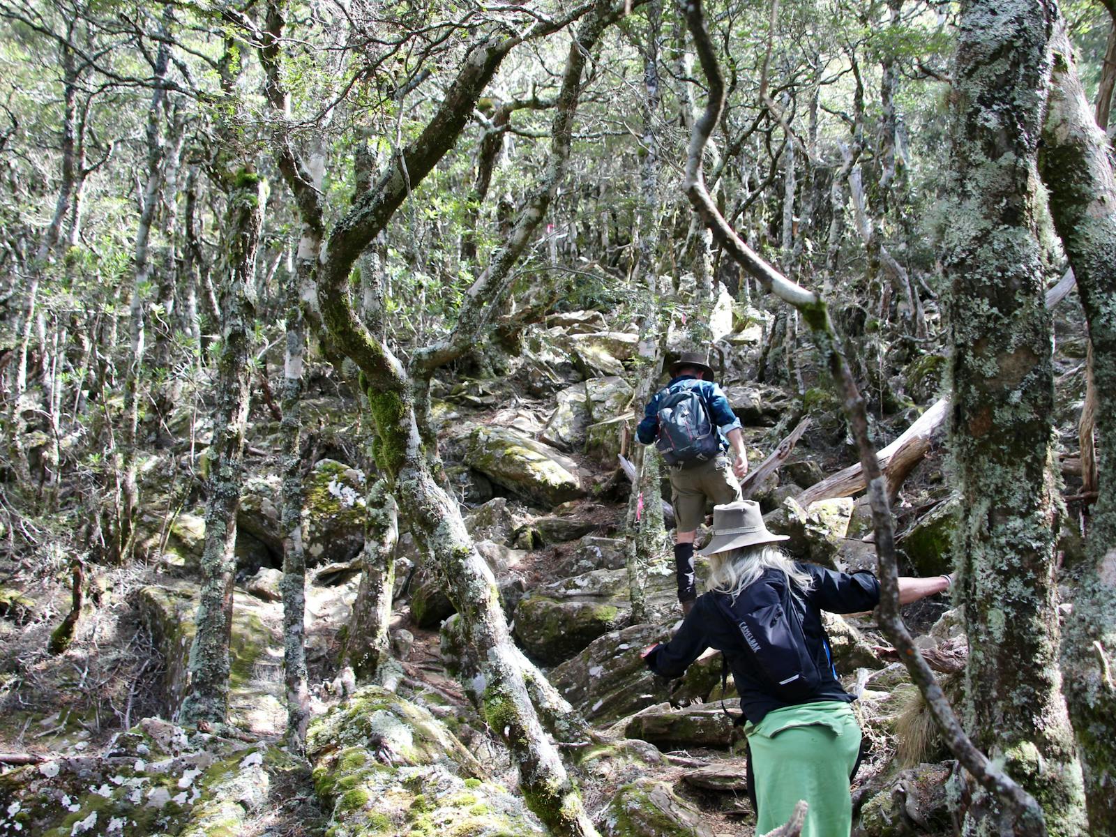 bushwalking central highlands