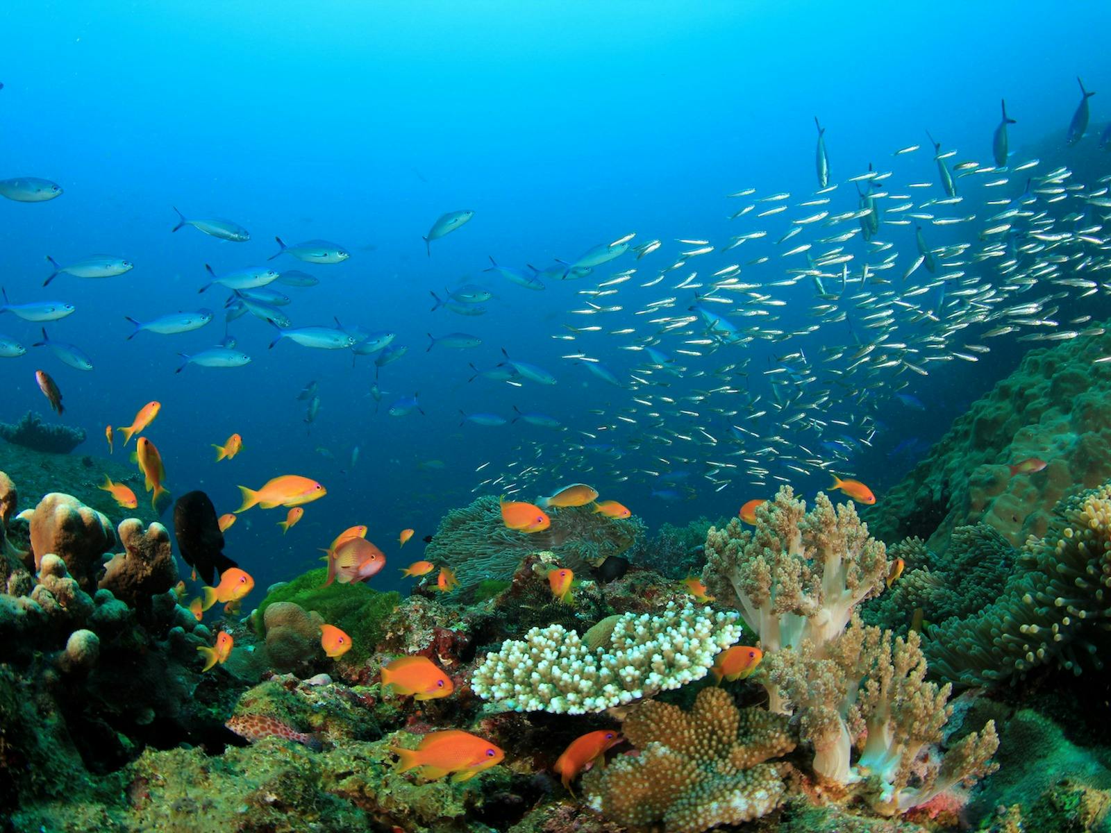 Ningaloo Reef Marine Park