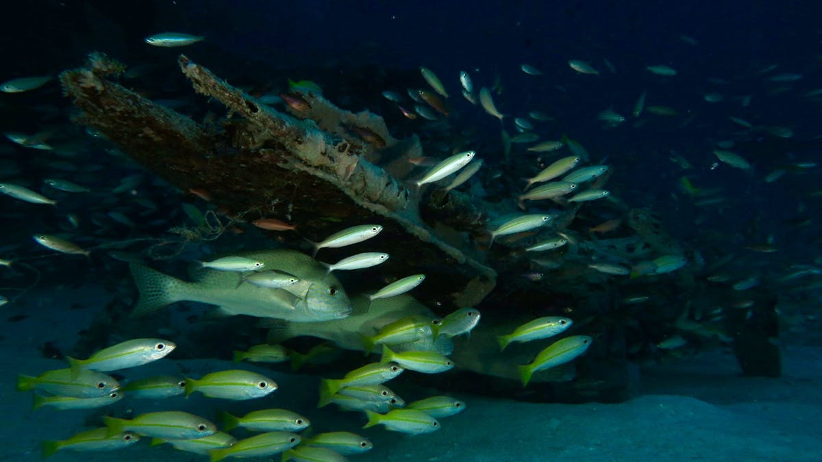 Brisbane Dive Academy dive trips