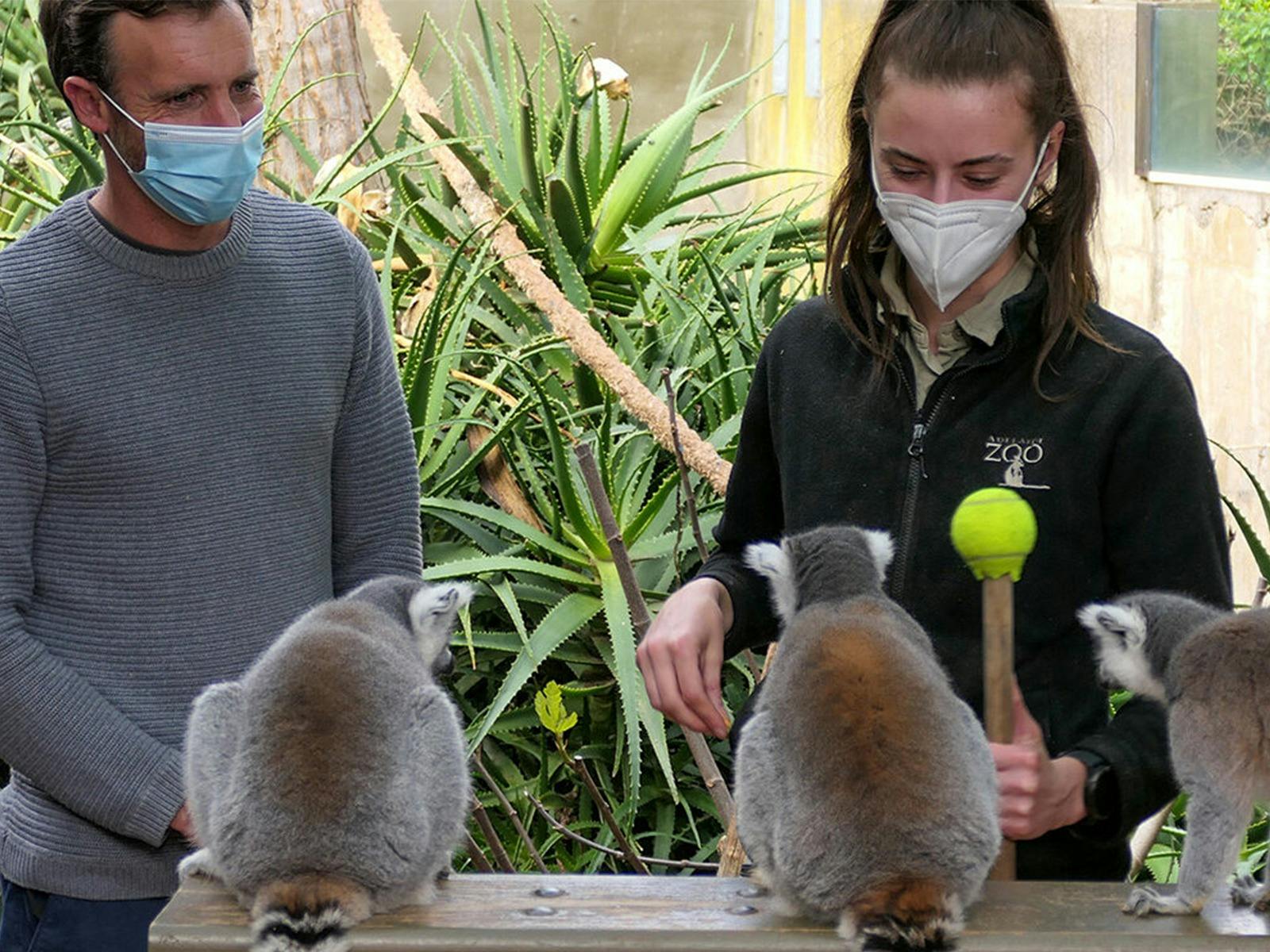 Lemur Encounter