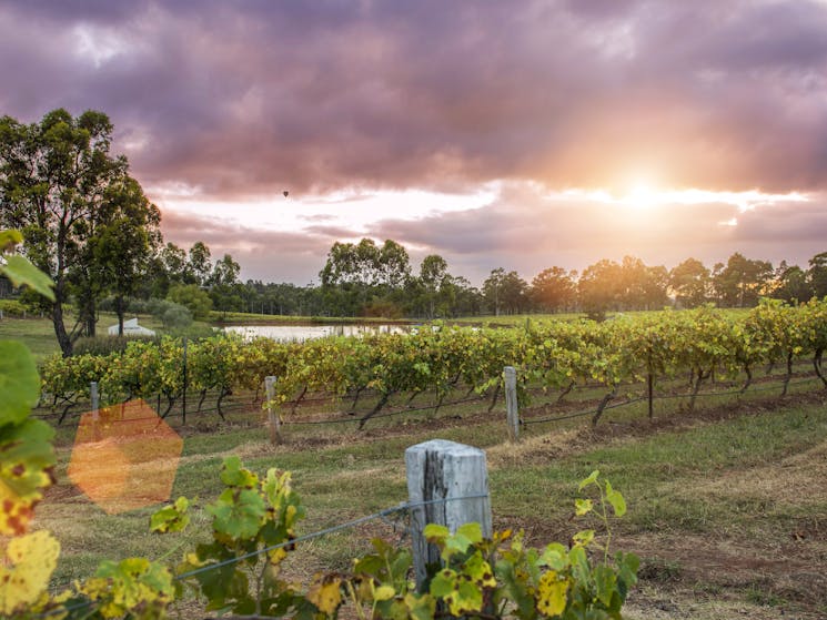 CYP vineyard at dusk