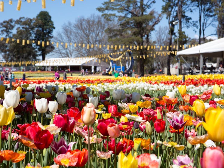 People wander amongst yellow, white, red, purple pink and mixed coloured tulips.