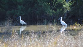 Birdwatching on the Fraser Coast