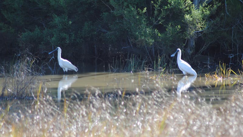 Birdwatching on the Fraser Coast