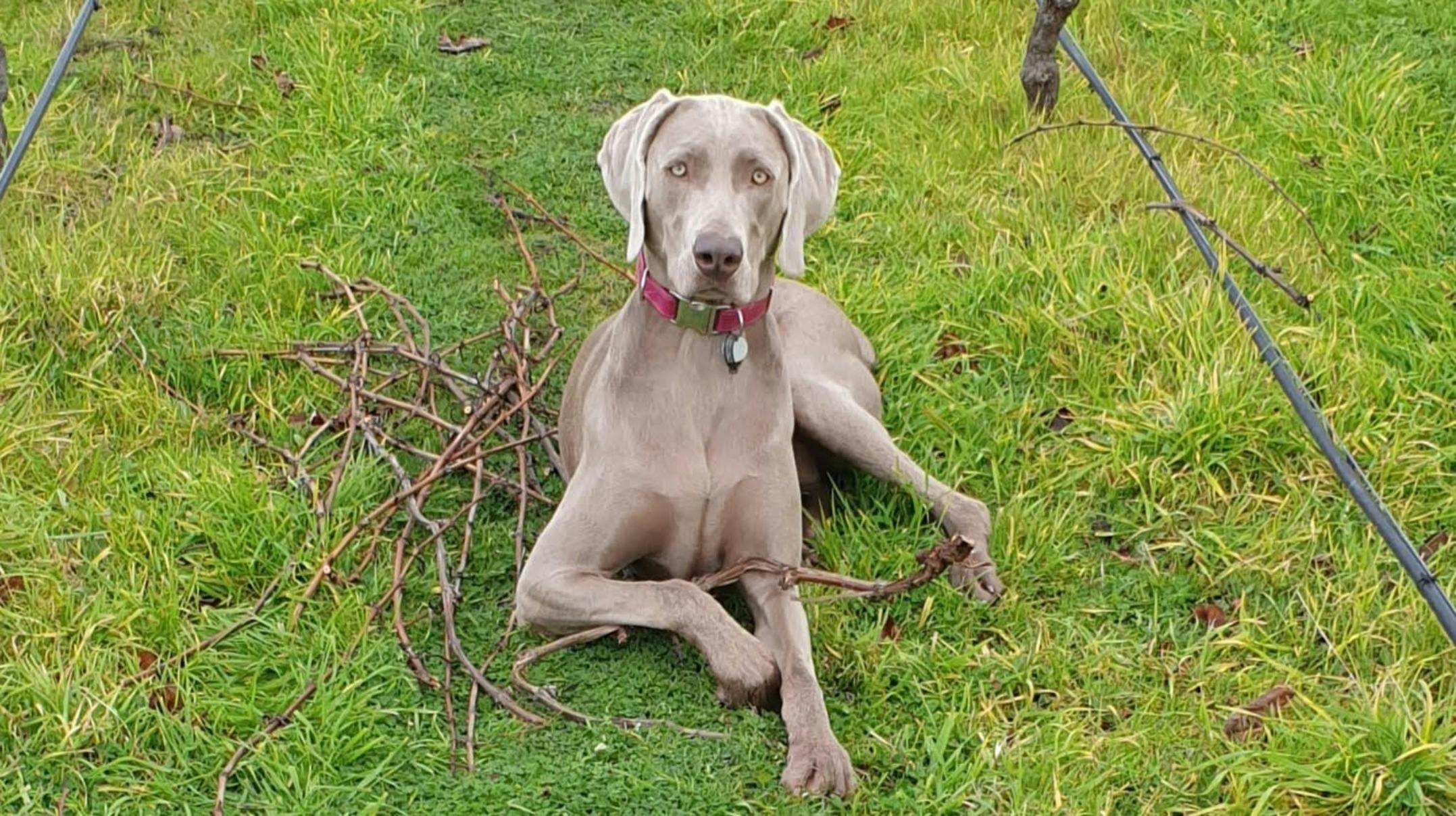 Tikka the Vineyard dog