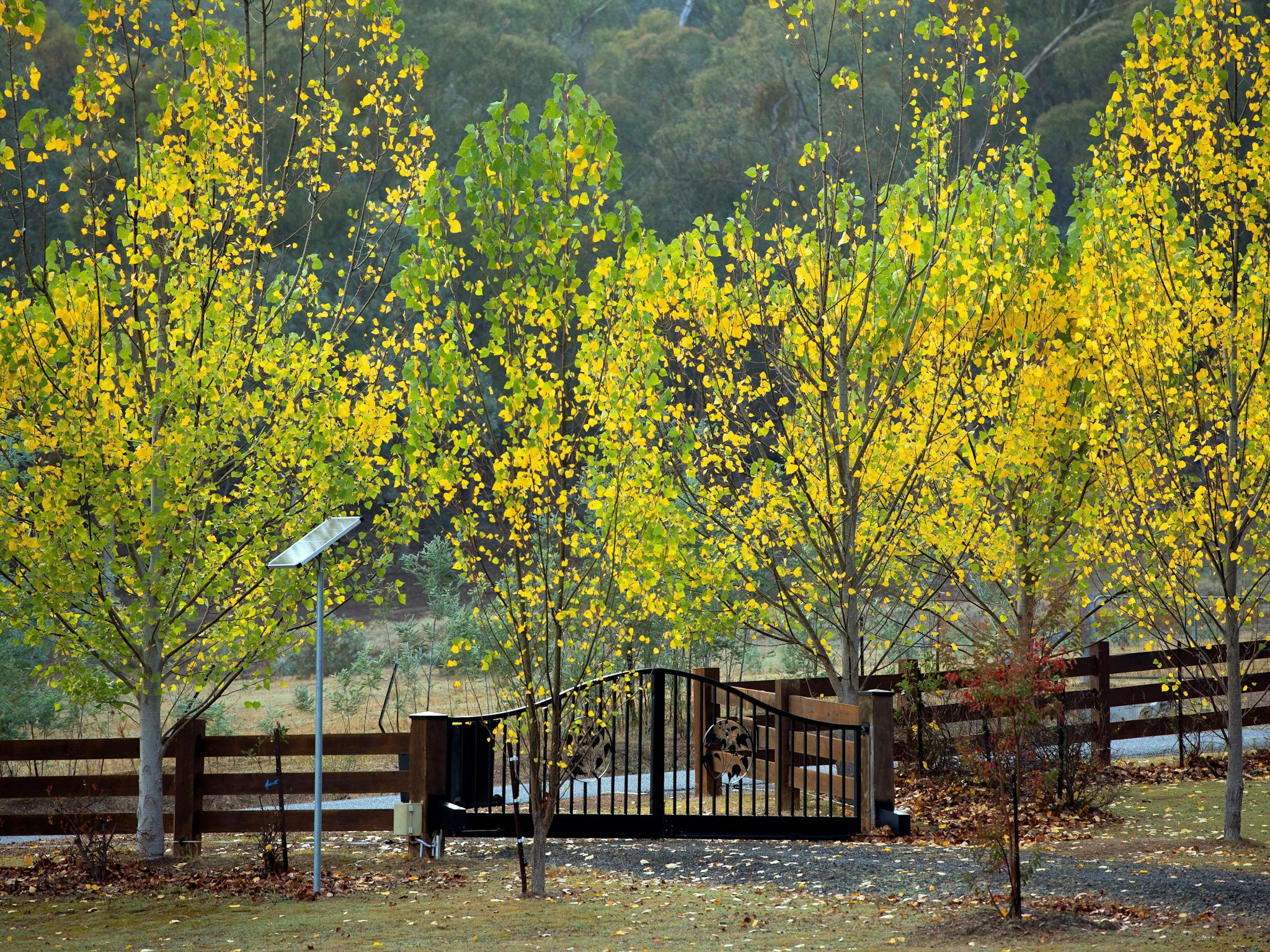 Tree-lined gravel drive with autumn leaves and rustic fencing.
