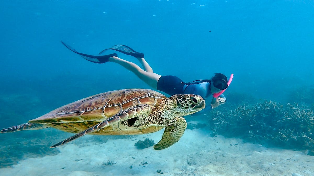 A snorkeller is swimming with a turtle in blue water