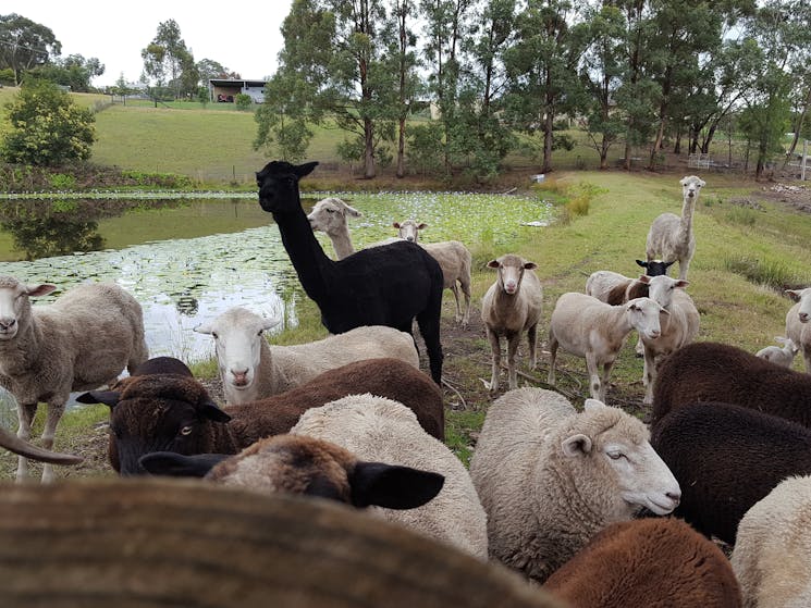 sheep and alpacas