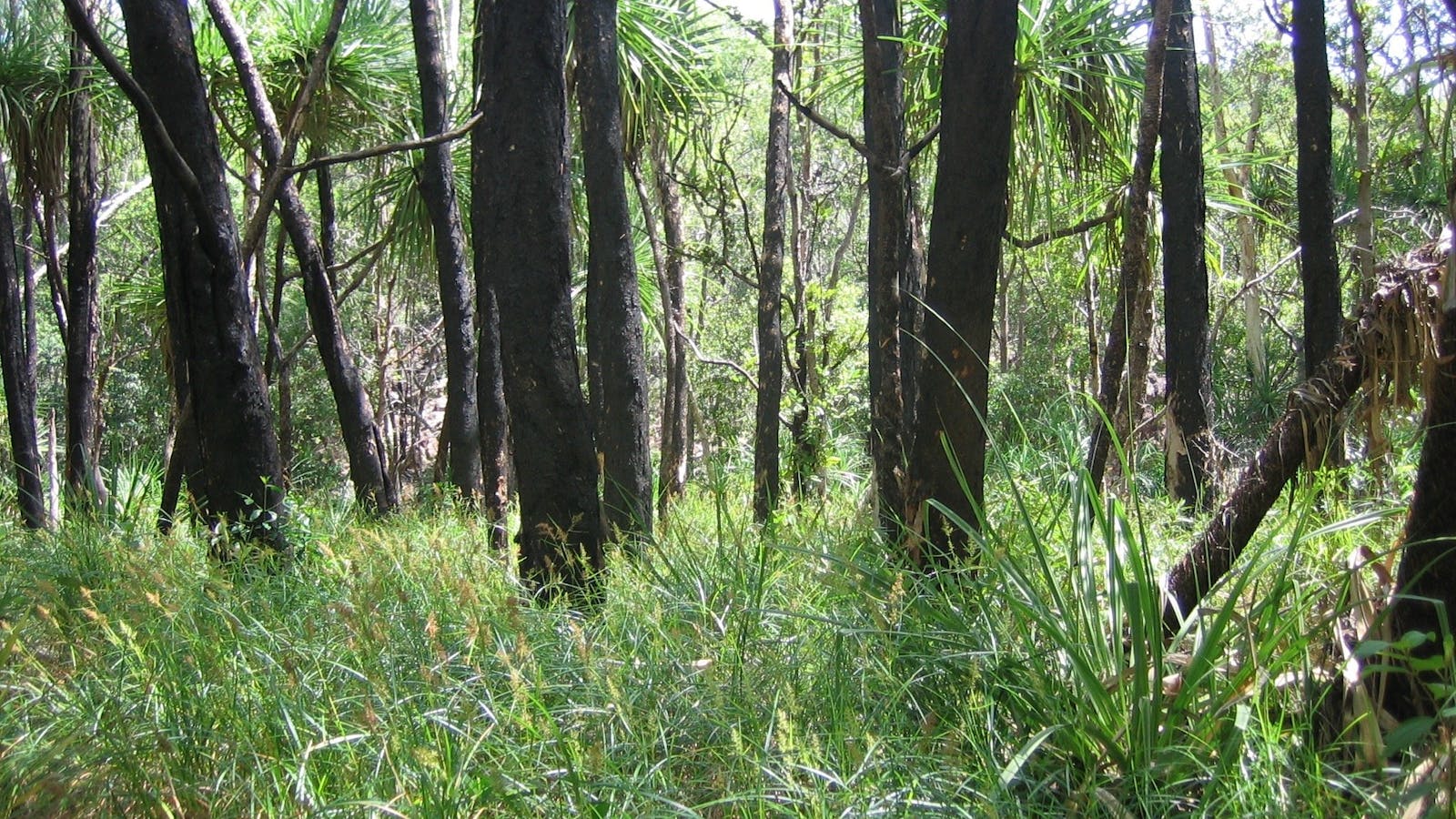 Kungardun Walk