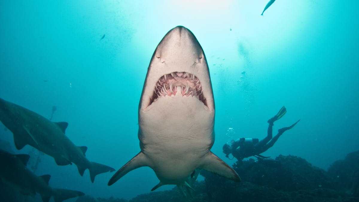 grey nurse shark grey nurse shark