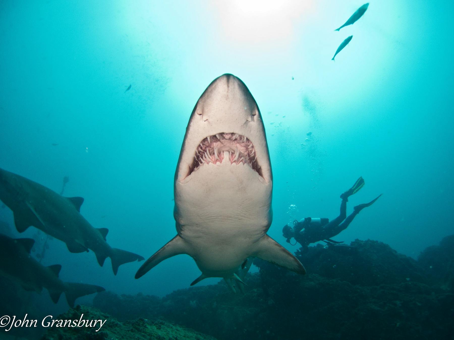 grey nurse shark