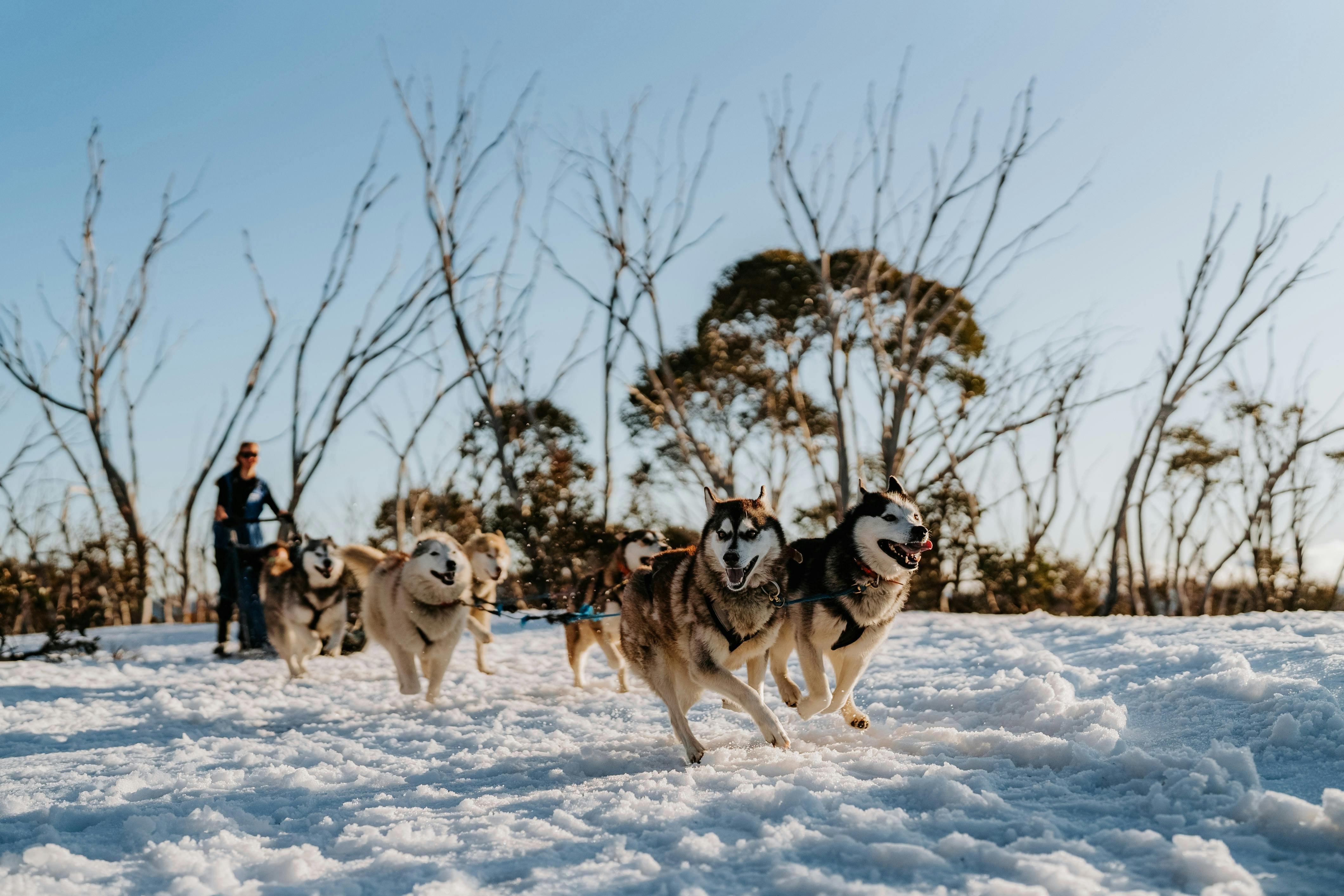 Husky sled dogs in action