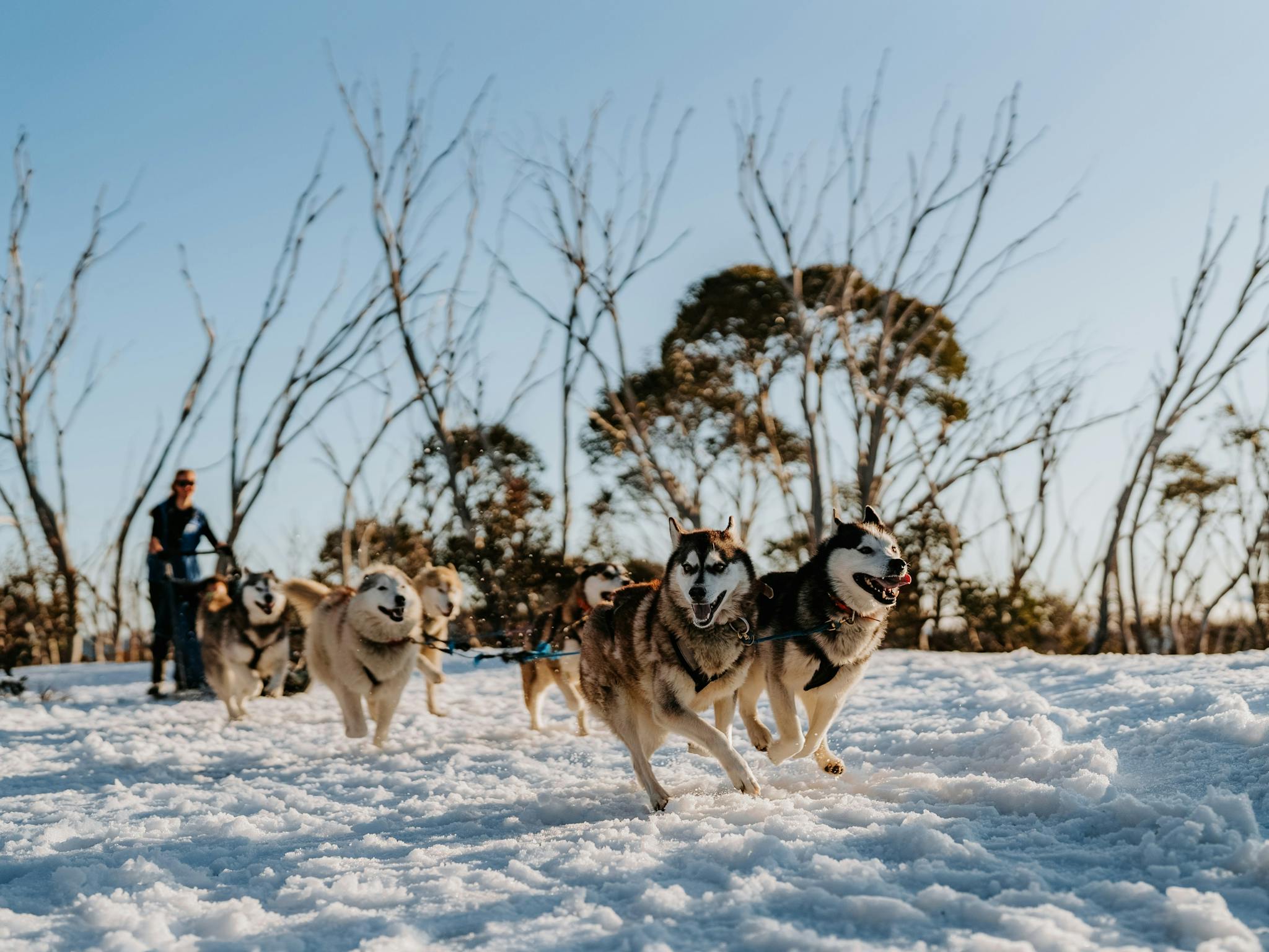 Husky sled dogs in action