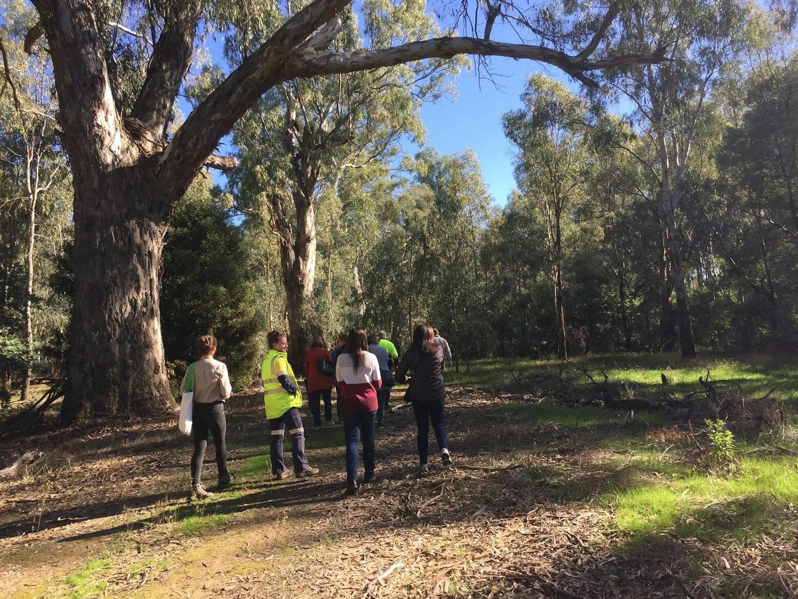 Group on walking track, grass, gum trees, sunlight, dried leaves, fallen branches