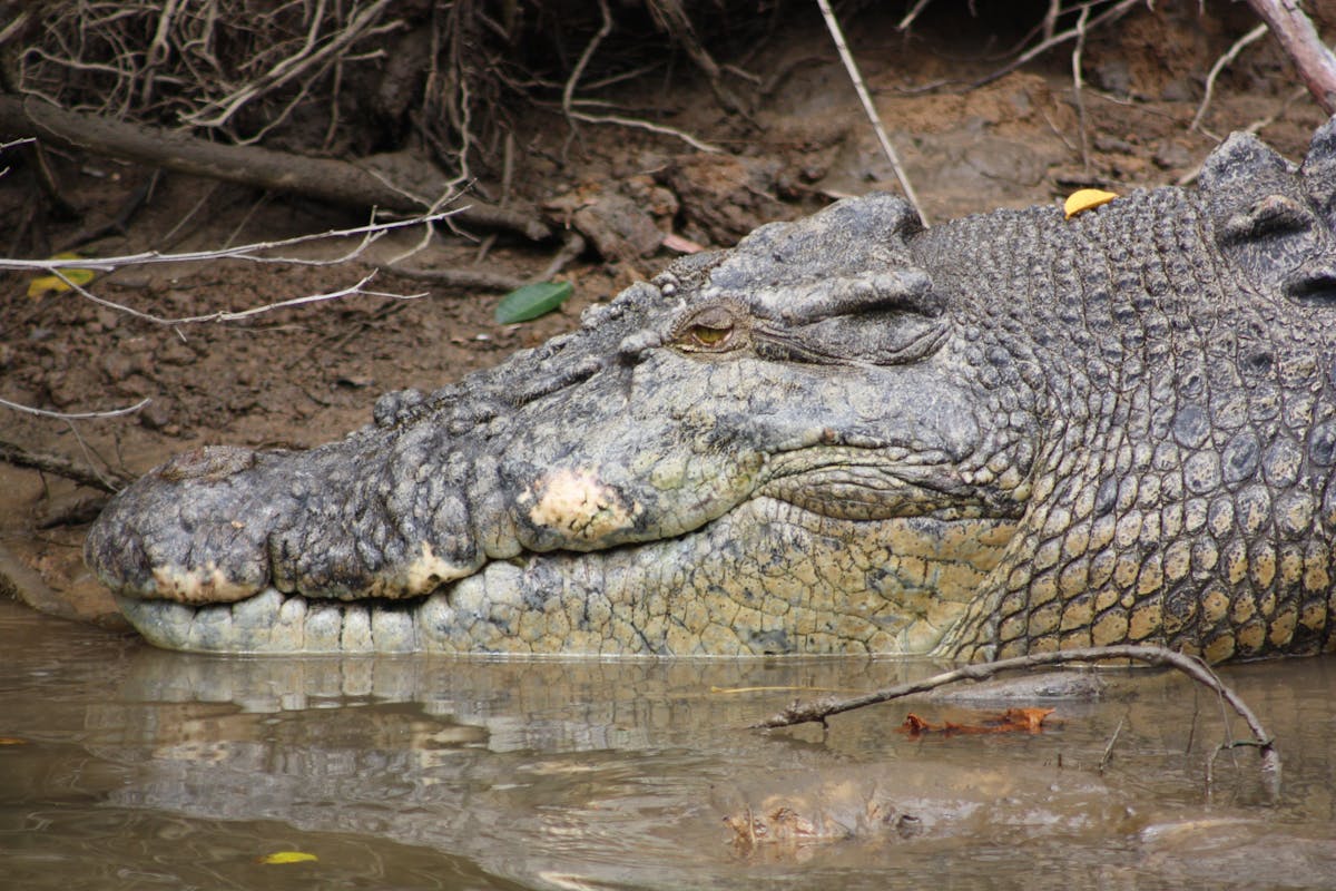 Scarface; the largest male crocodile in the Daintree River