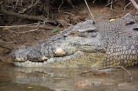 Scarface; the largest male crocodile in the Daintree River
