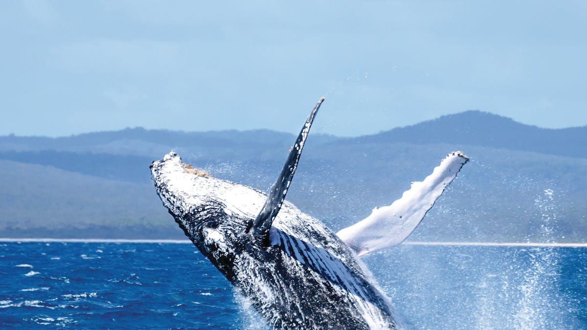 hervey-bay-whale-watching hervey-bay-whale-watching
