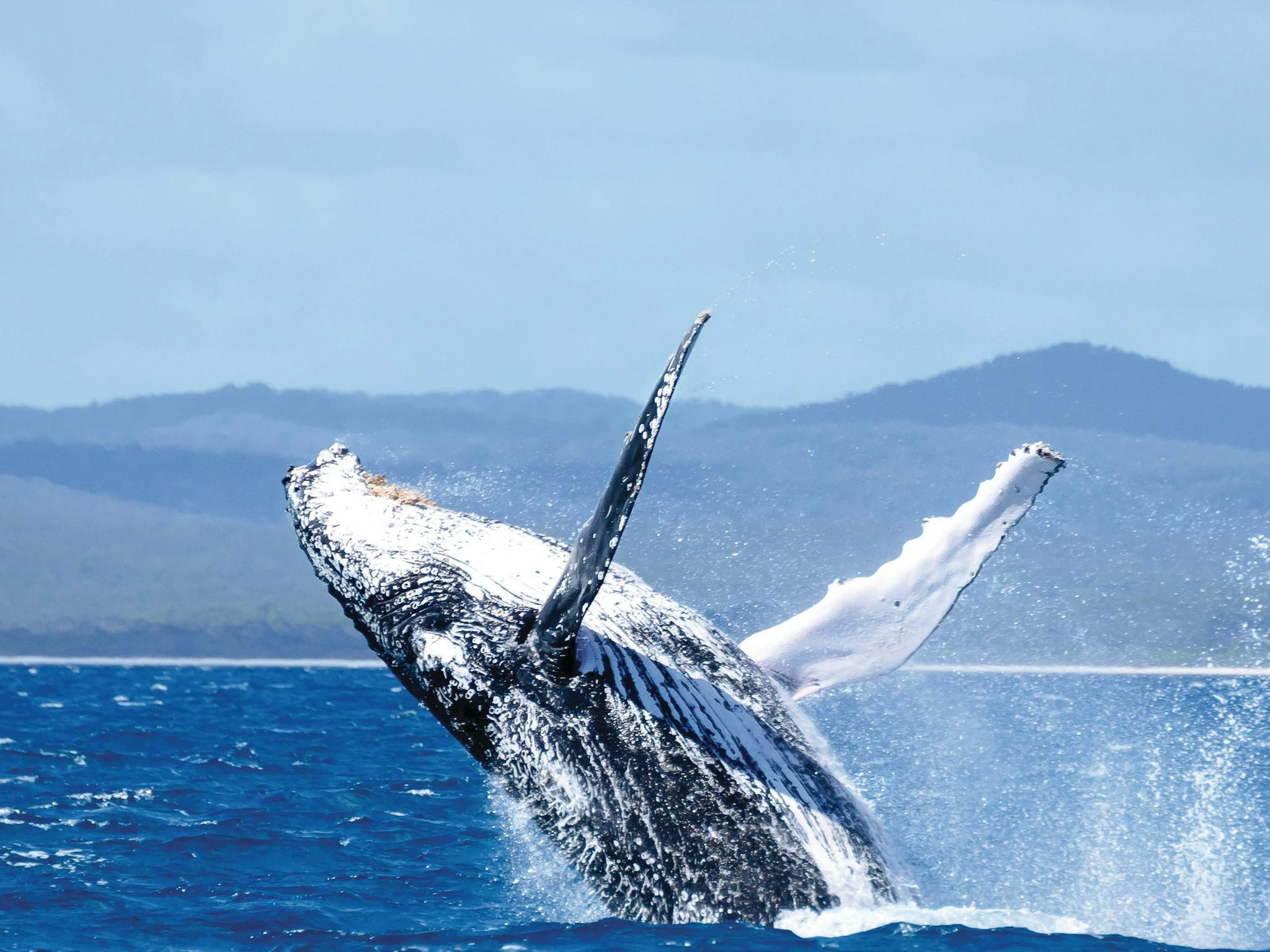 hervey-bay-whale-watching hervey-bay-whale-watching