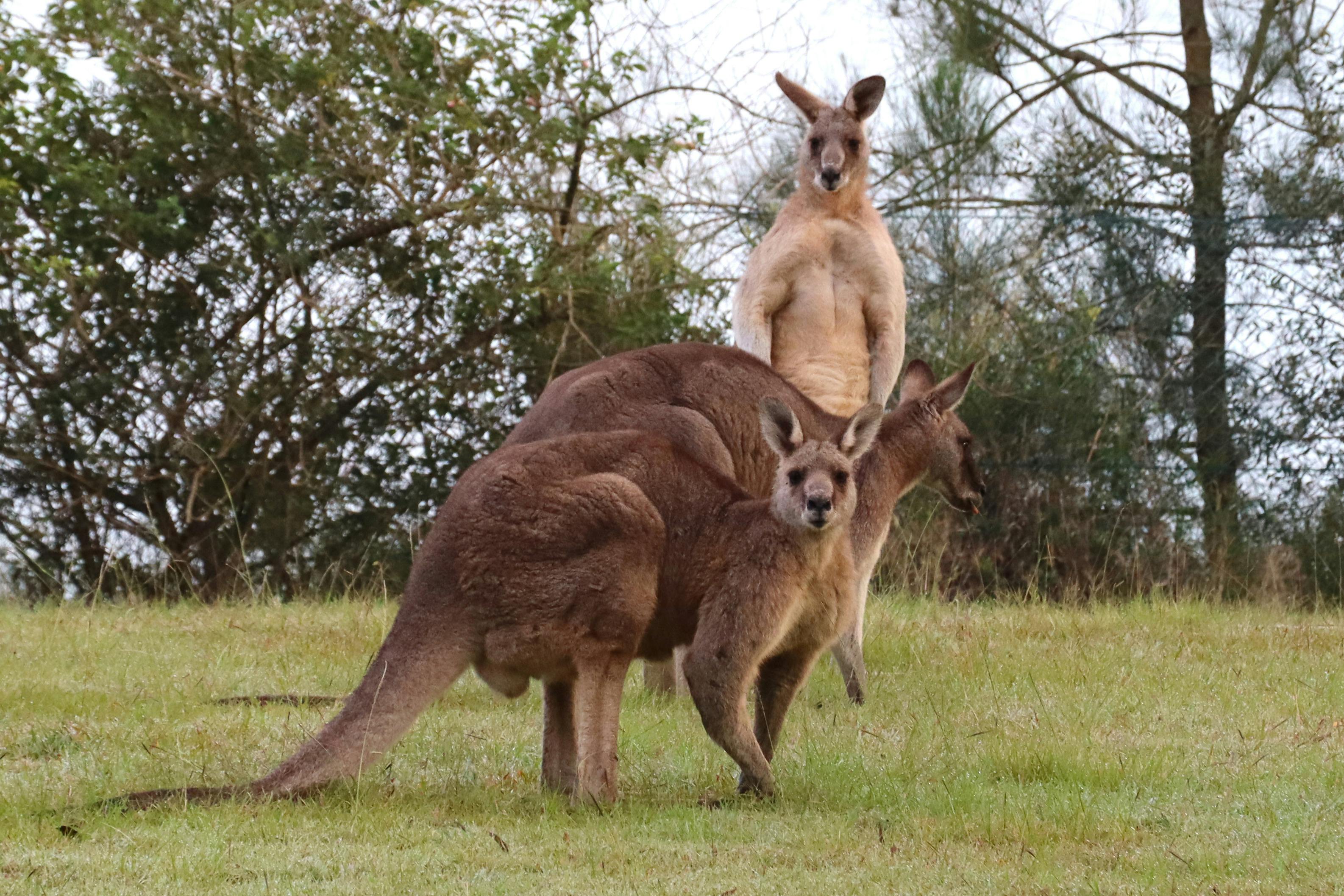 3 Kangaroos in the Wild
