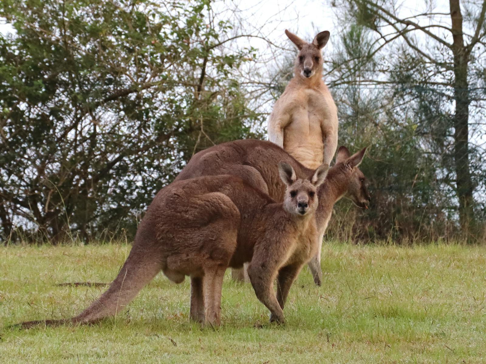 3 Kangaroos in the Wild