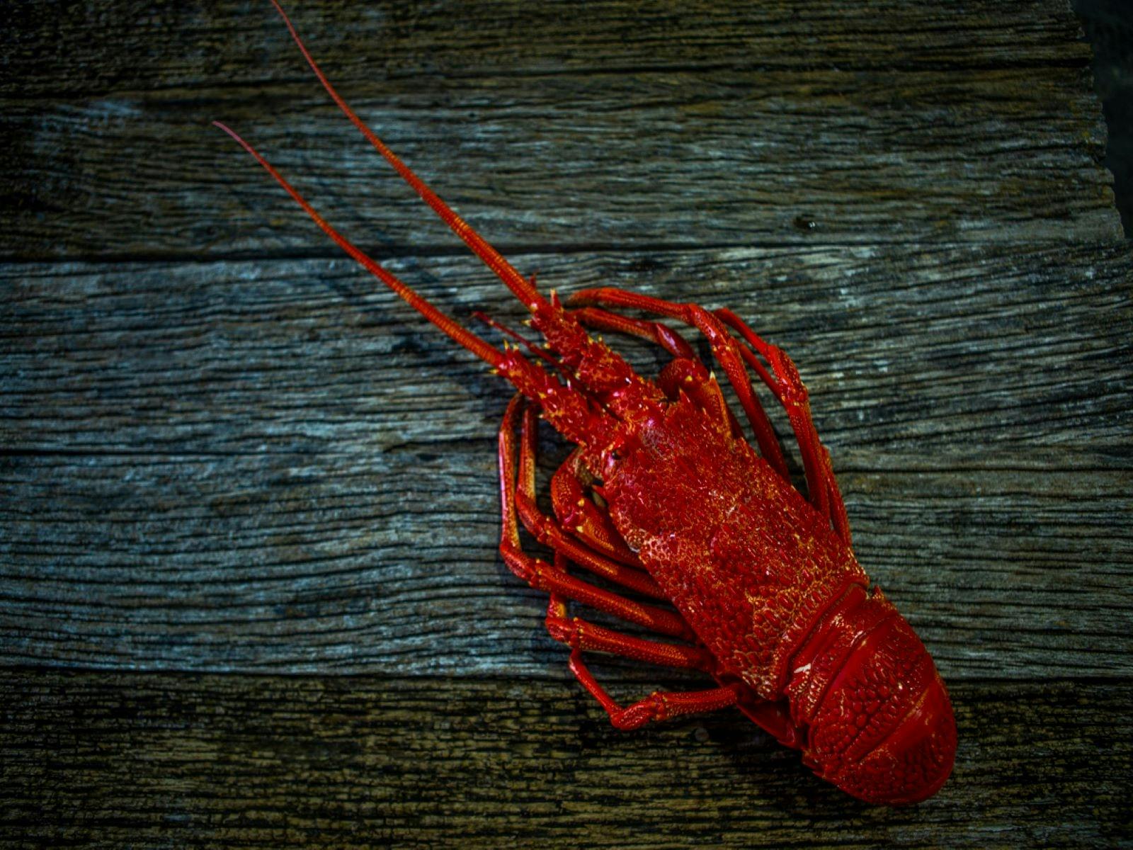 Cooked lobster