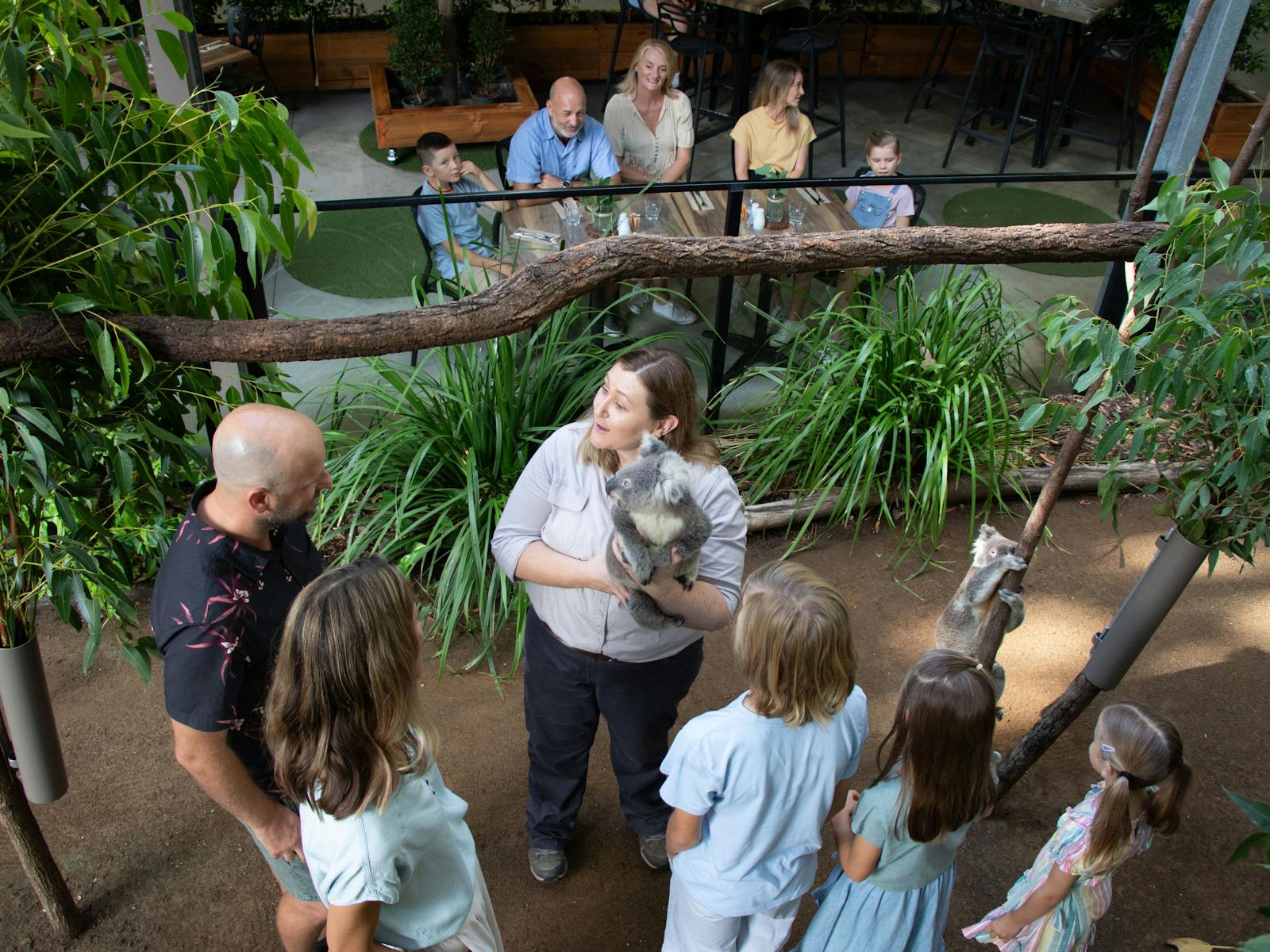 Image for Grazy Arvo with Koalas at Currumbin Wildlife Sanctuary