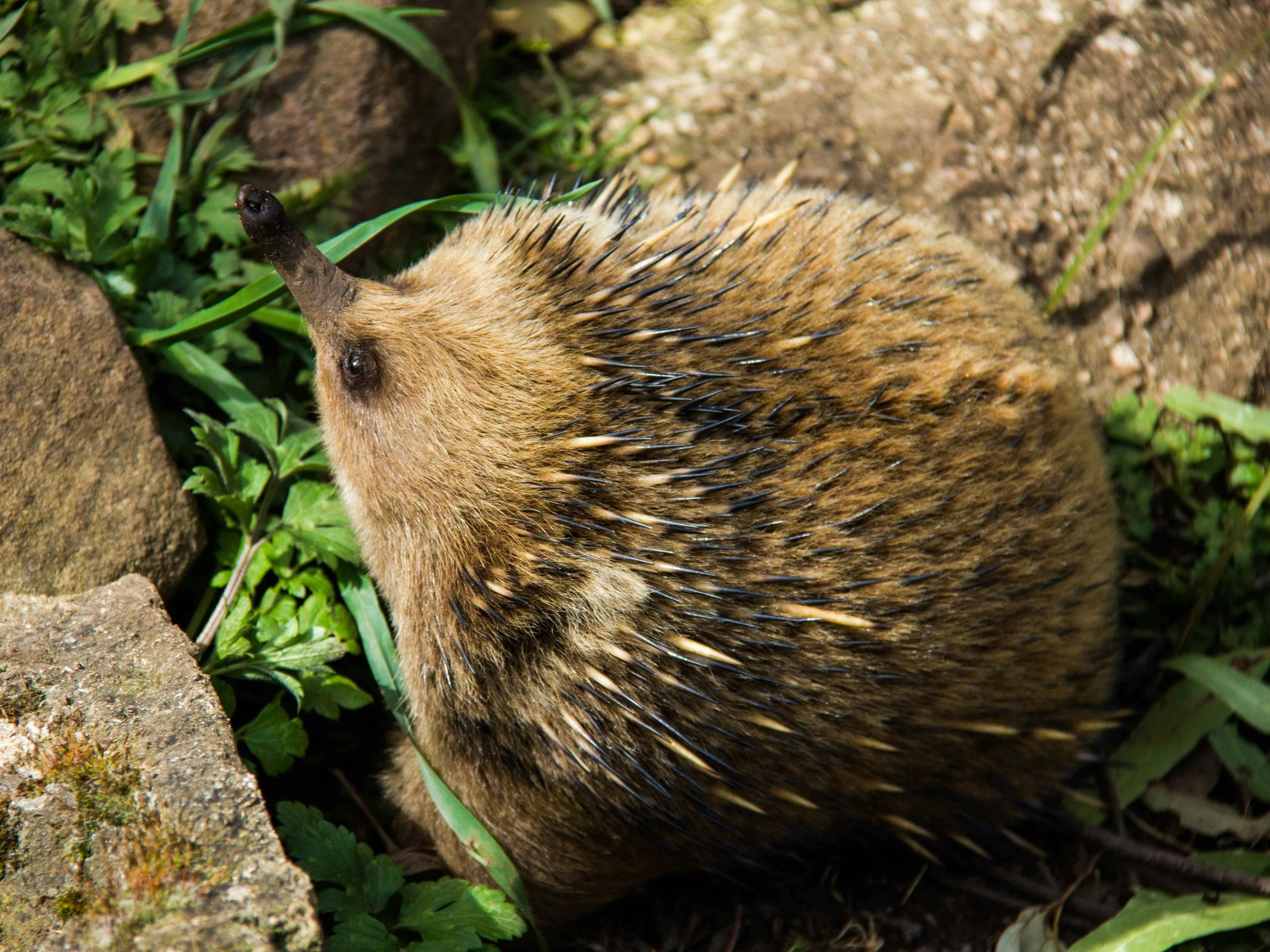 echidna looking up