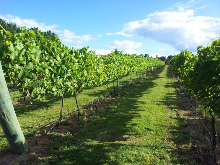 Vineyards at Cherry Tree Hill