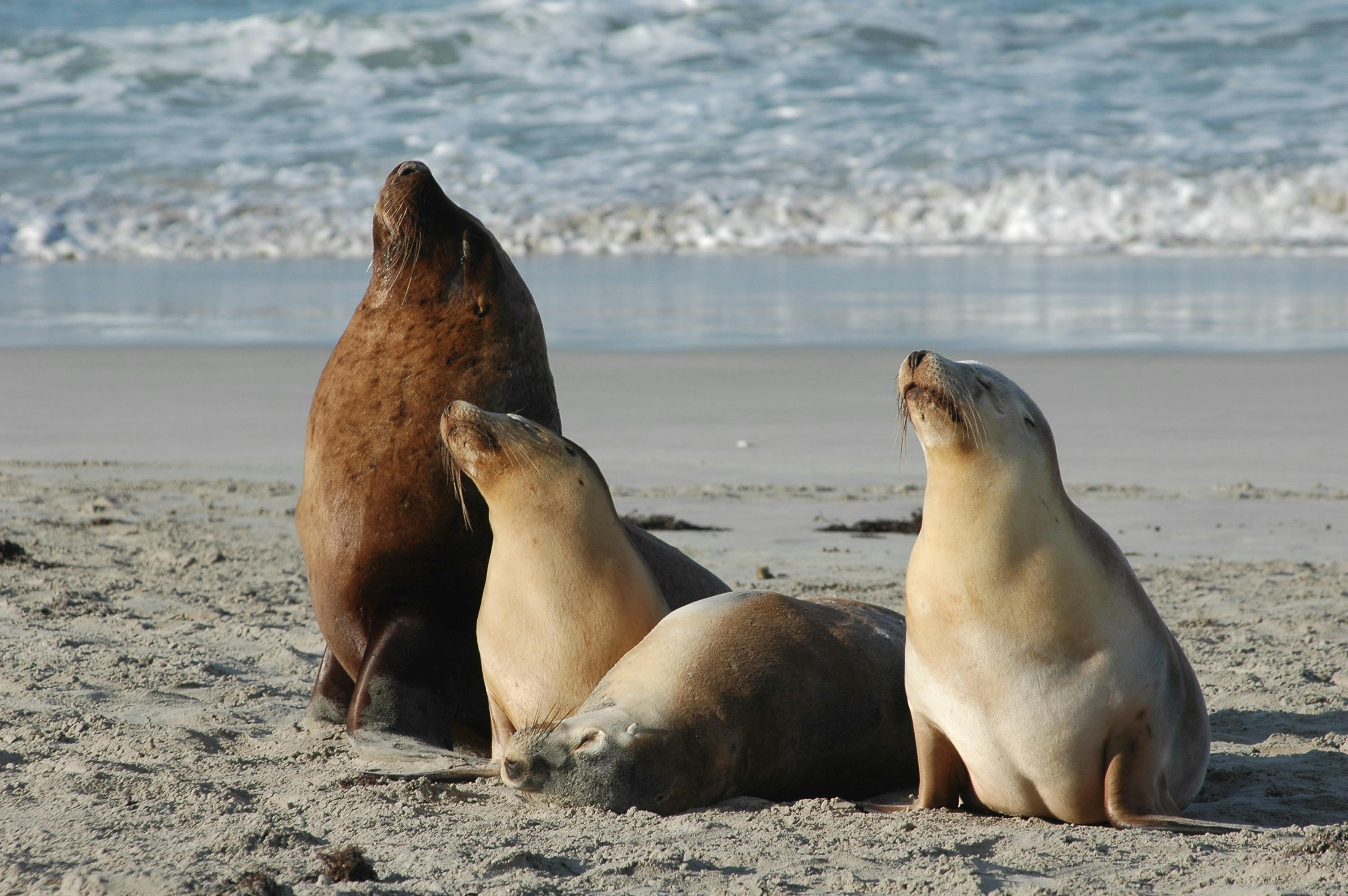 Kangaroo Island Chinese-speaking Day Tour