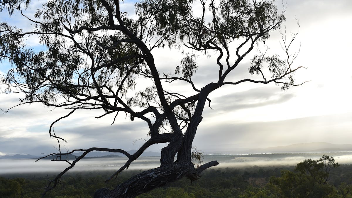 The old gnarled ironbark tree which sits in front of the house over-looking  the amazing view