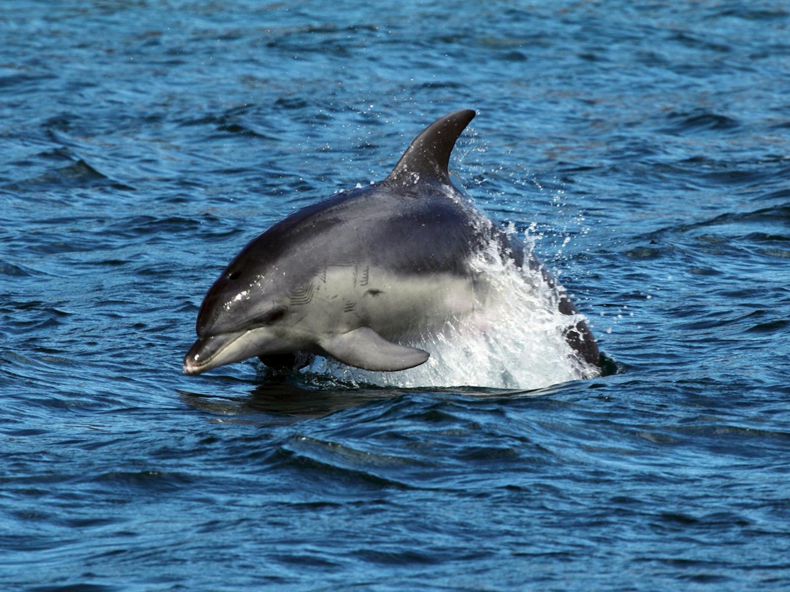 wild dolphin polperro dolphin swims sorrento victoria australia