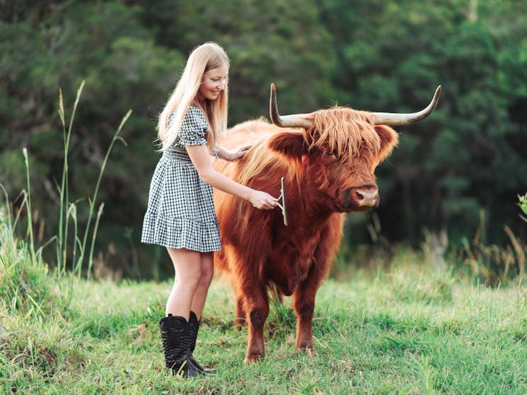 A young lady brushes a rd brown Highland cow