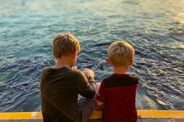 Aquascene Fish Feeding Sanctuary & Cafe