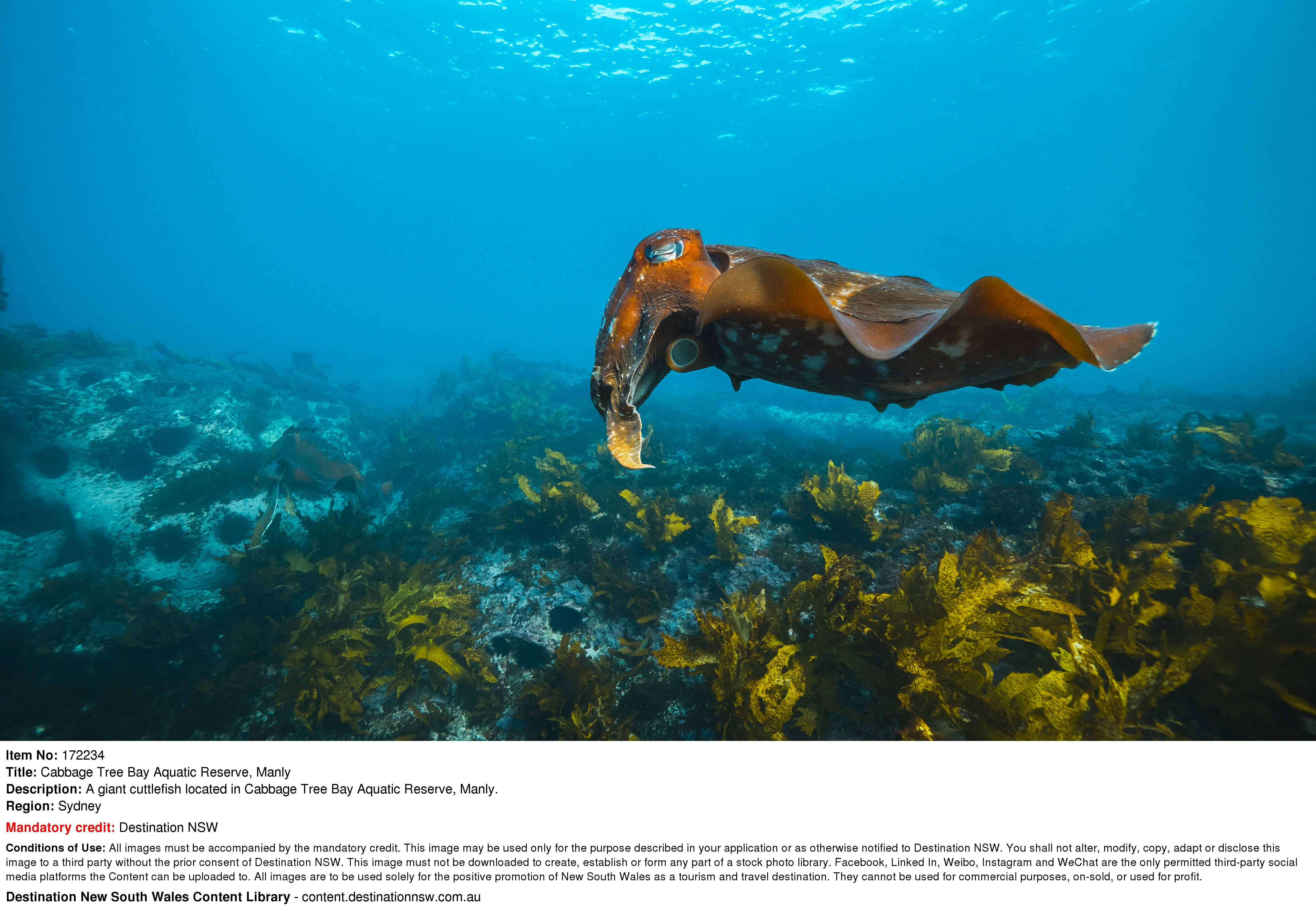 Snorkeling in Sydney, Giant Cuttlefish