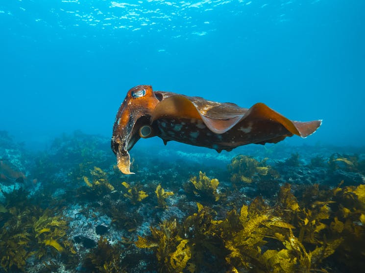 Snorkeling in Sydney, Giant Cuttlefish