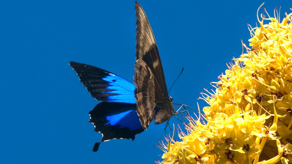 Butterfly - They Frequent the Garden