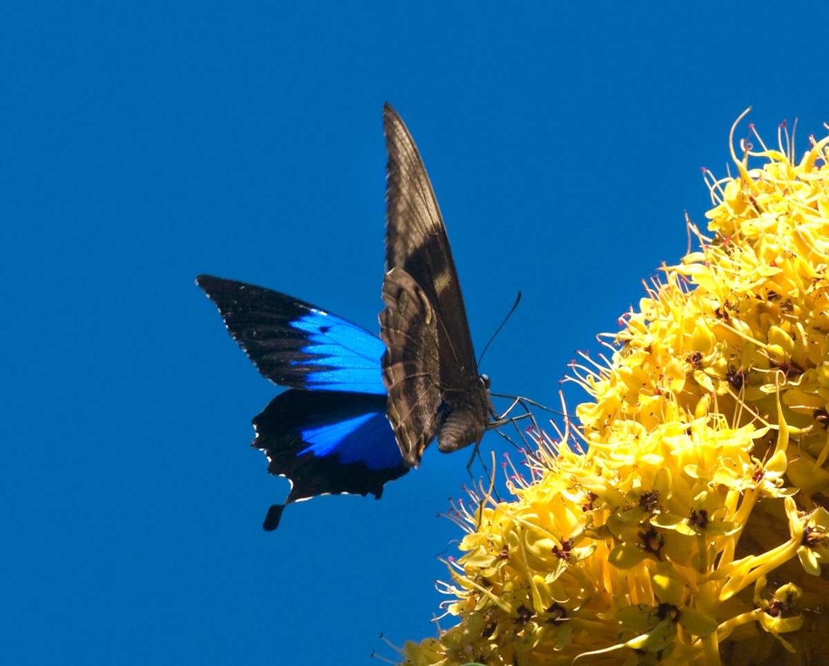 Butterfly - They Frequent the Garden