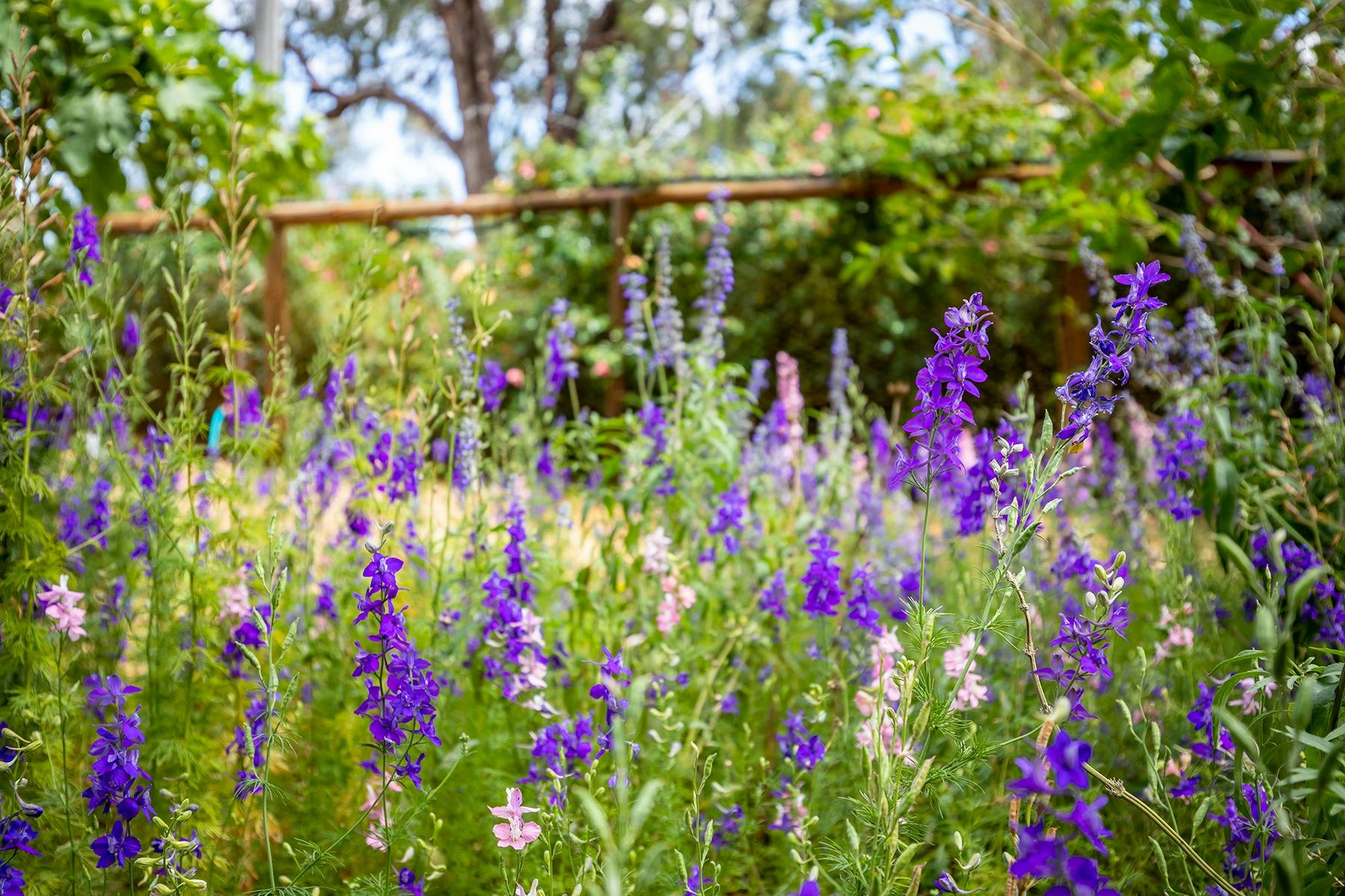 Garden at the Anchorage Homestead