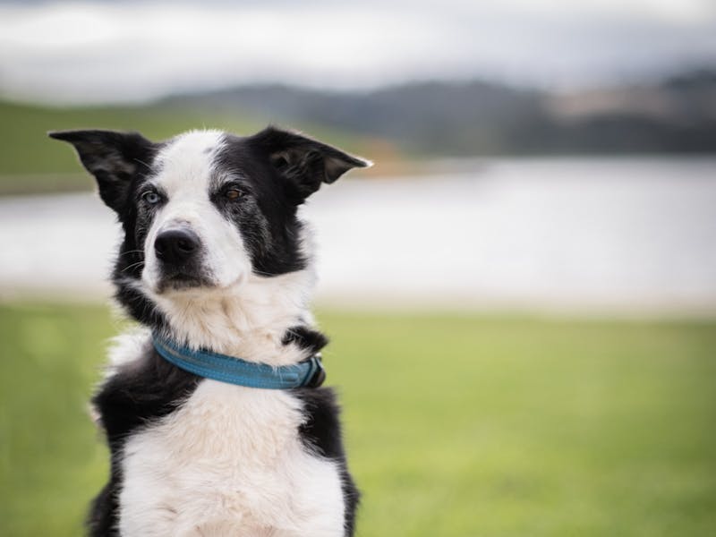 Image for National Sheep Dog Trial Championships