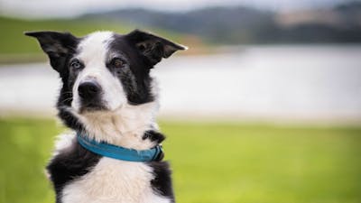 National Sheepdog Trials