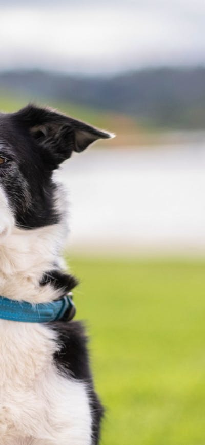 National Sheepdog Trials