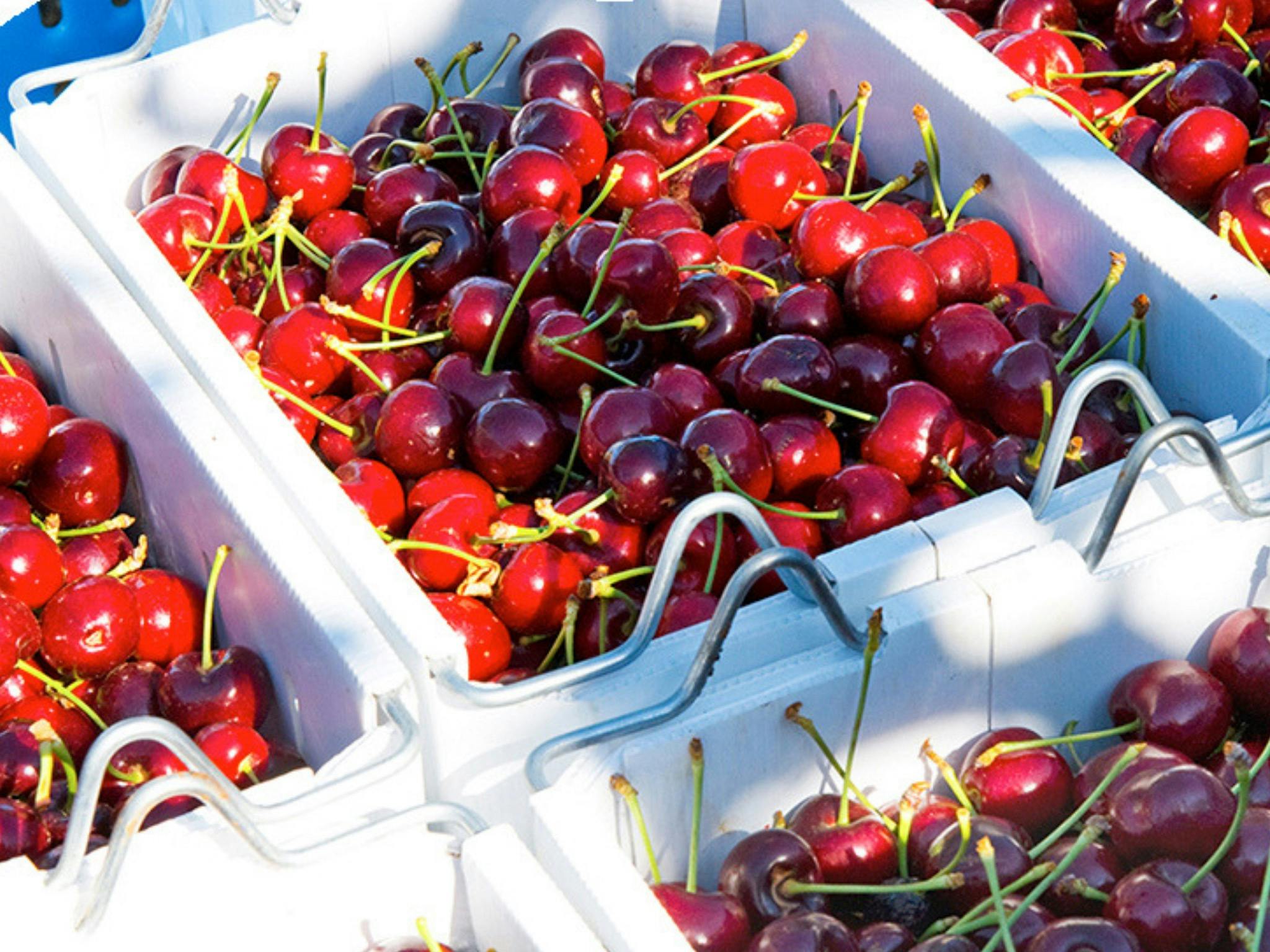 Pick Your Own Cherries at 10s Estate NSW Holidays &