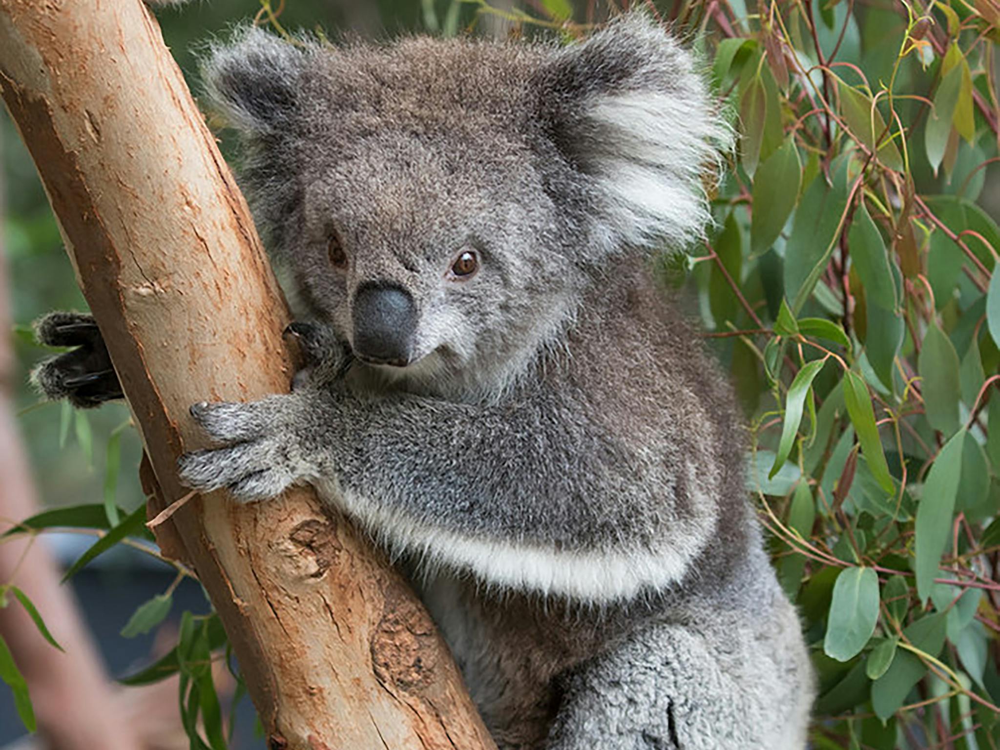 Koala