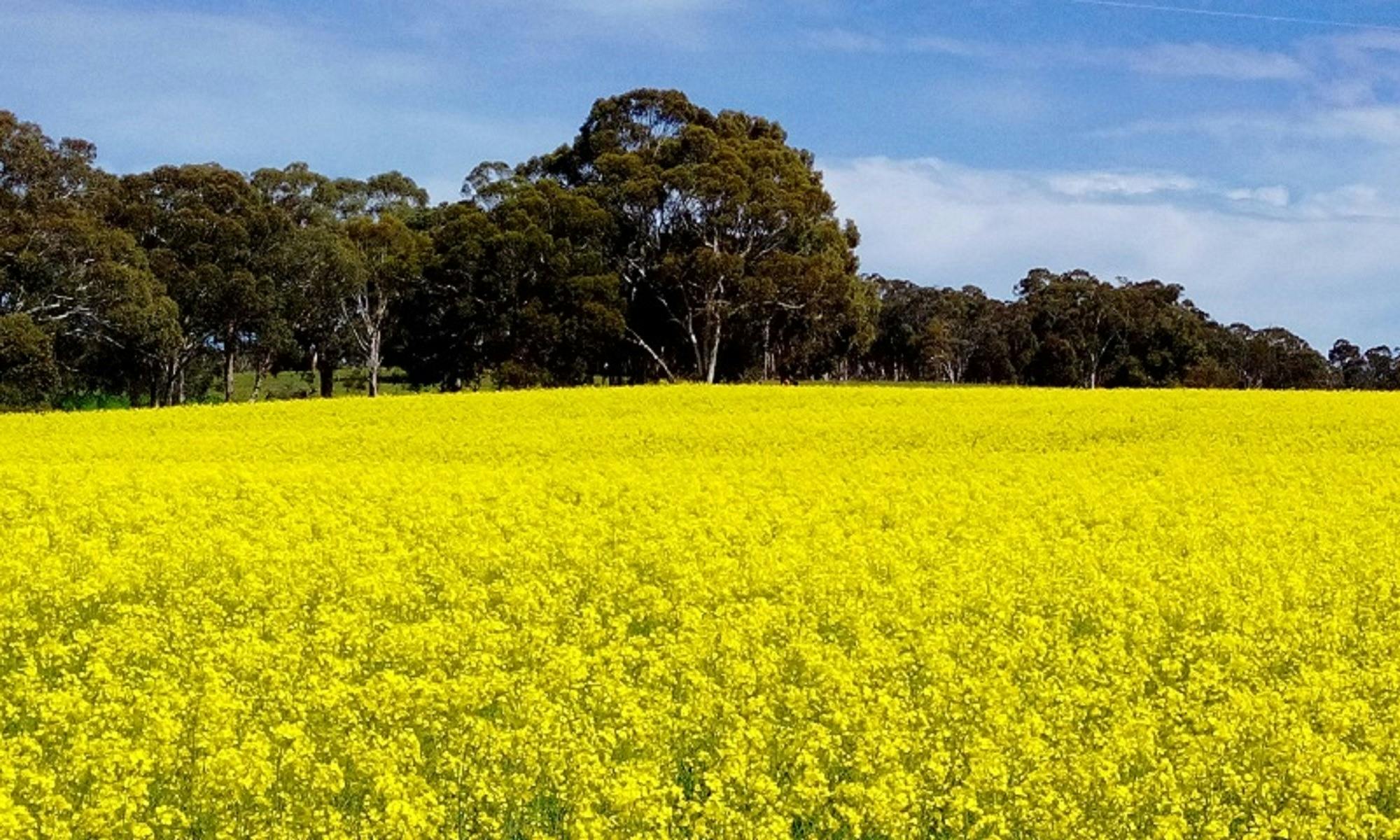 1 Day Wave Rock Tour