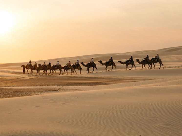 Oakfieldranch Camel Rides